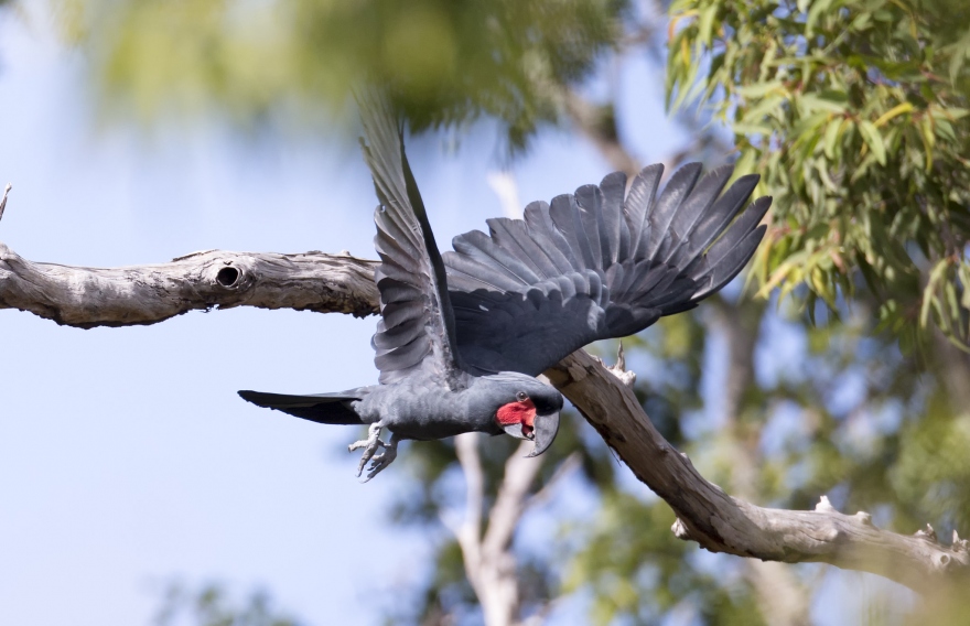 Palm Cockatoo in flight