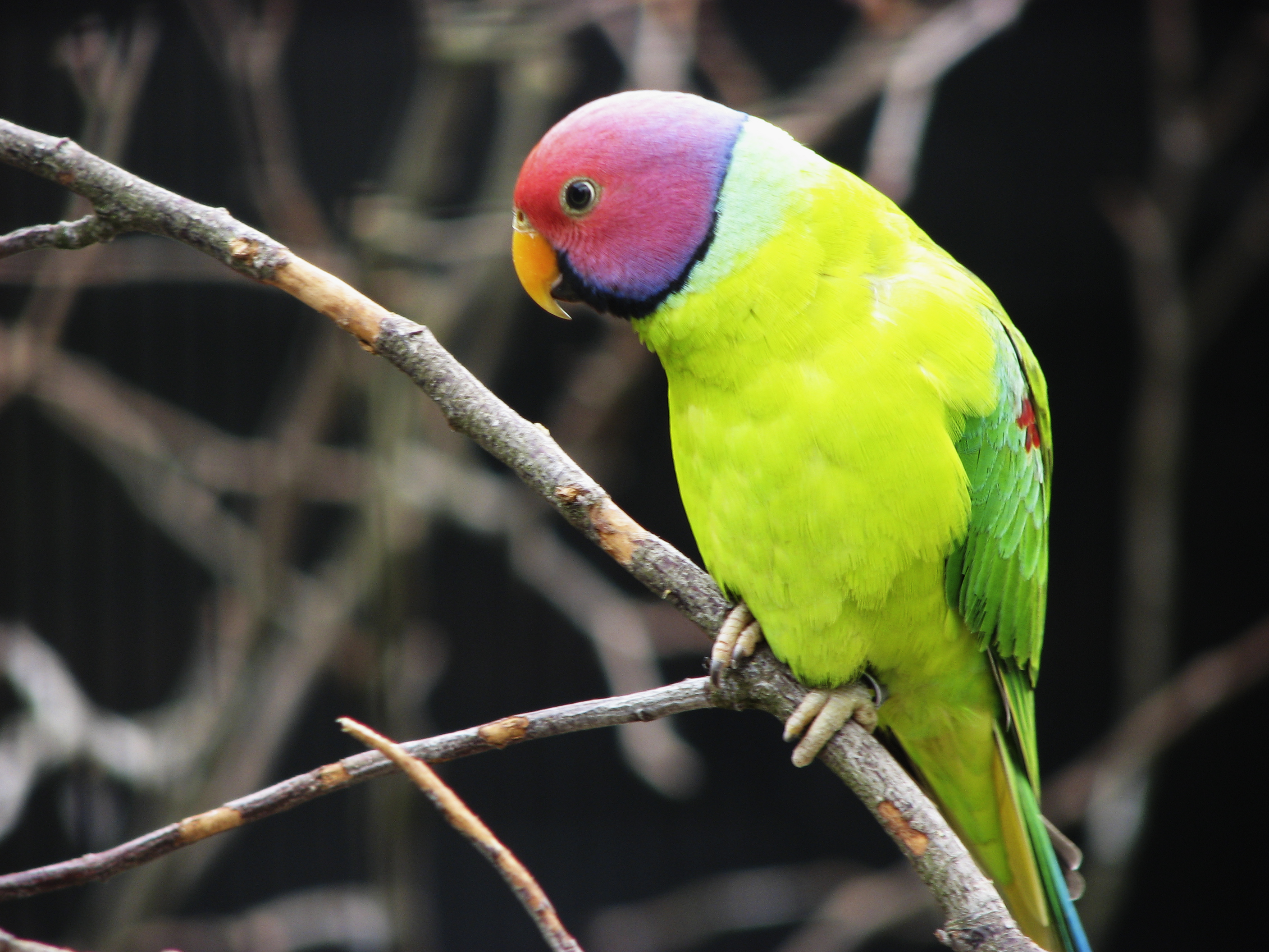 Indian Ring-Necked Parakeet Personality, Food & Care – Pet Birds by Lafeber  Co.