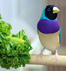 young-pair-of-gouldian-red-faced-finches-wanted-53bc639482d07