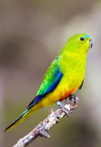 Inger-Conservation-Orange-bellied-Parrots-1