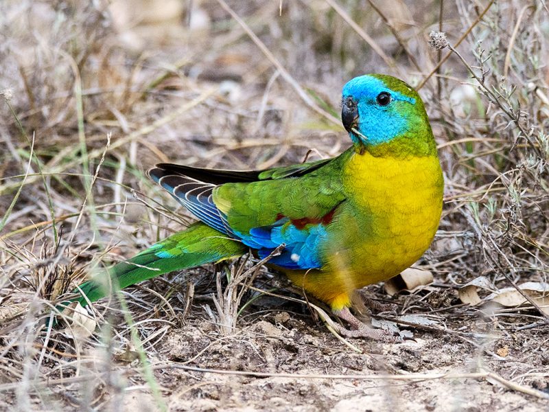 turquoise parakeet