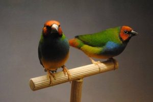 Gouldian x Blue Face Parrotfinch