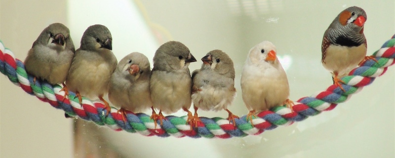 Zebra finches at different ages by Linda Dee