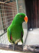 Male Eclectus Parrot