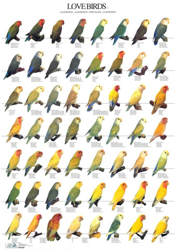 Peach faced Lovebird Aviculture Hub