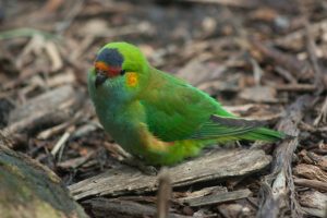 Purple-crowned Lorikeet by Rexness