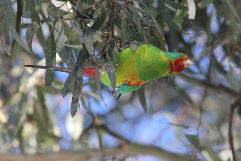 Swift Parrot by Jade Craven