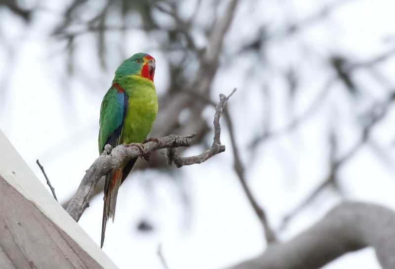 Swift Parrot by Dave Curtis</a