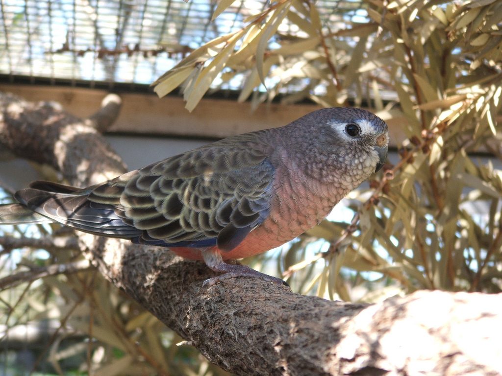 bourke's parrot