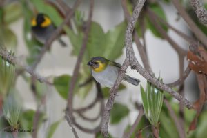 Cuban Grassquit Female by WarblerLady