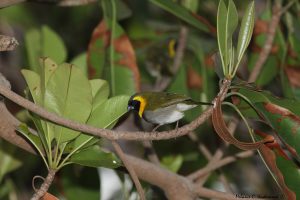 Cuban Grassquit Male by WarblerLady