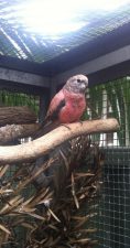 Bourke_Parrot