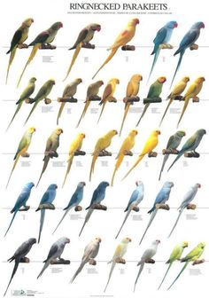 Indian Ringneck Parrot - Aviculture Hub