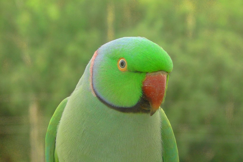 Panchi - Name: Green Ring-Neck Parakeet Also Known as: Rose Ringed Parakeet  Specialty: It is one of four recognized subspecies of Ring-necked Parakeets  - and is the most commonly kept in captivity.