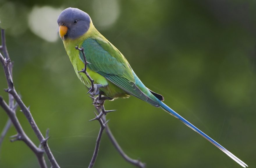 Female plum-headed parakeet by Tarique Sani