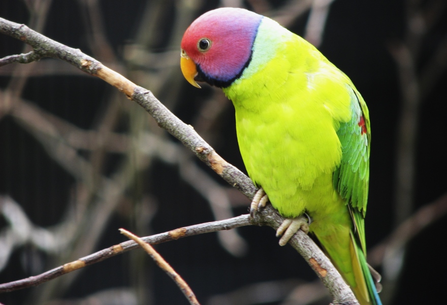 "Plum-headed Parakeet" by Hans Splinter