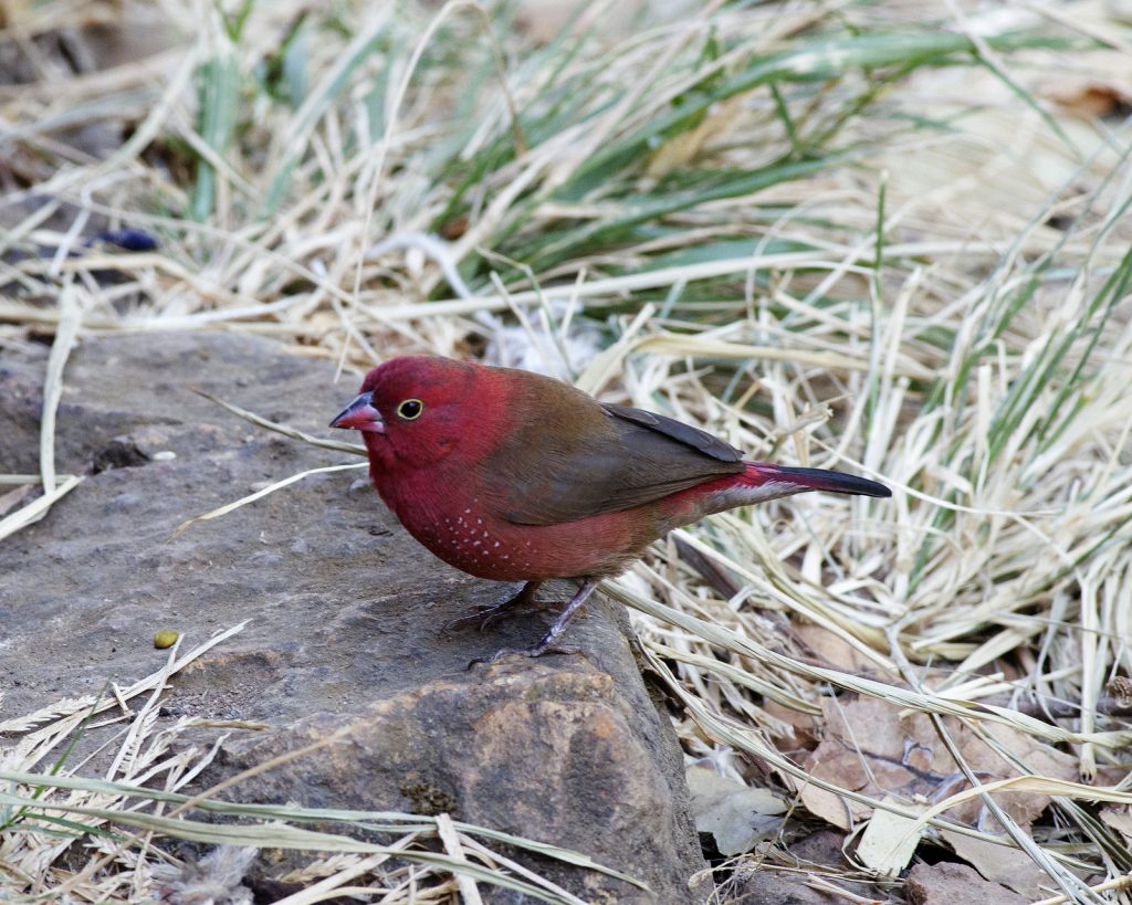 African Firefinch by Lip Kee