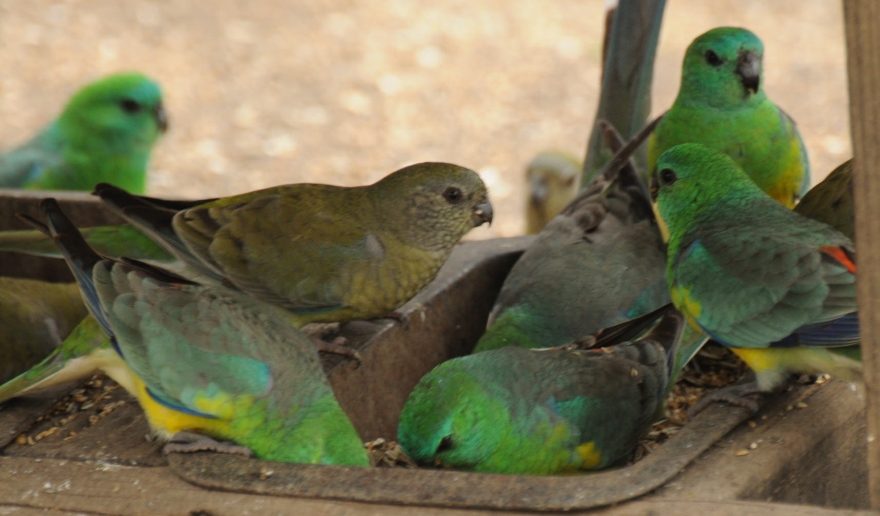Red-rumped parrots feeding by Diana Padrón