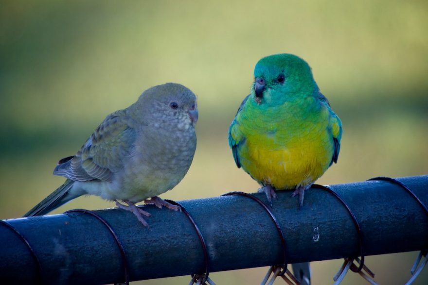 Red rumped parrot by David Brewster