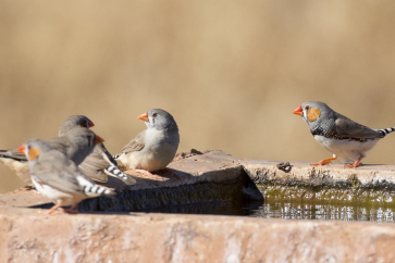 Keeping your birds cool during extremely hot weather