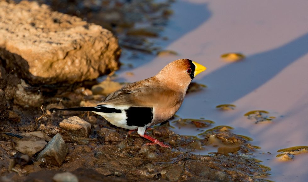 Masked Finch - Aviculture Hub
