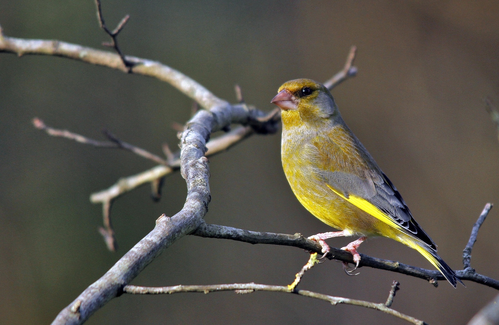 European Greenfinch - Aviculture Hub