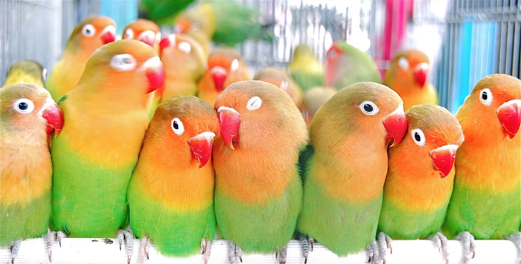3 Best Pet Parrots for Beginners - Aviculture Hub
