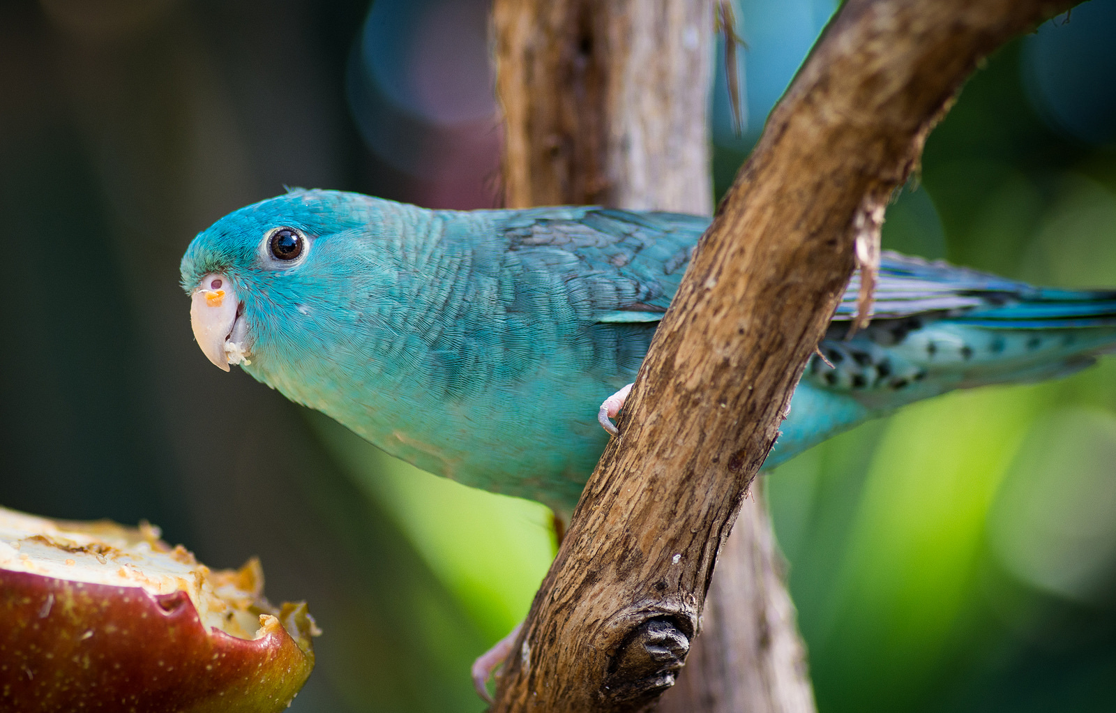 Lineolated Parakeet - Aviculture Hub
