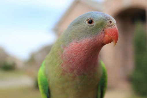 Princess Parrot - Aviculture Hub