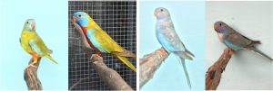 World-first Scarlet-chested parrot mutation for Australia - Aviculture Hub