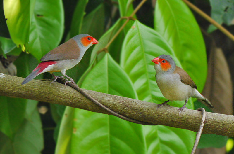 Orange-cheeked waxbill pair