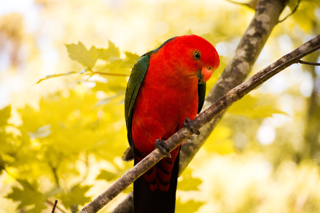 Australian King Parrot Aviculture Hub