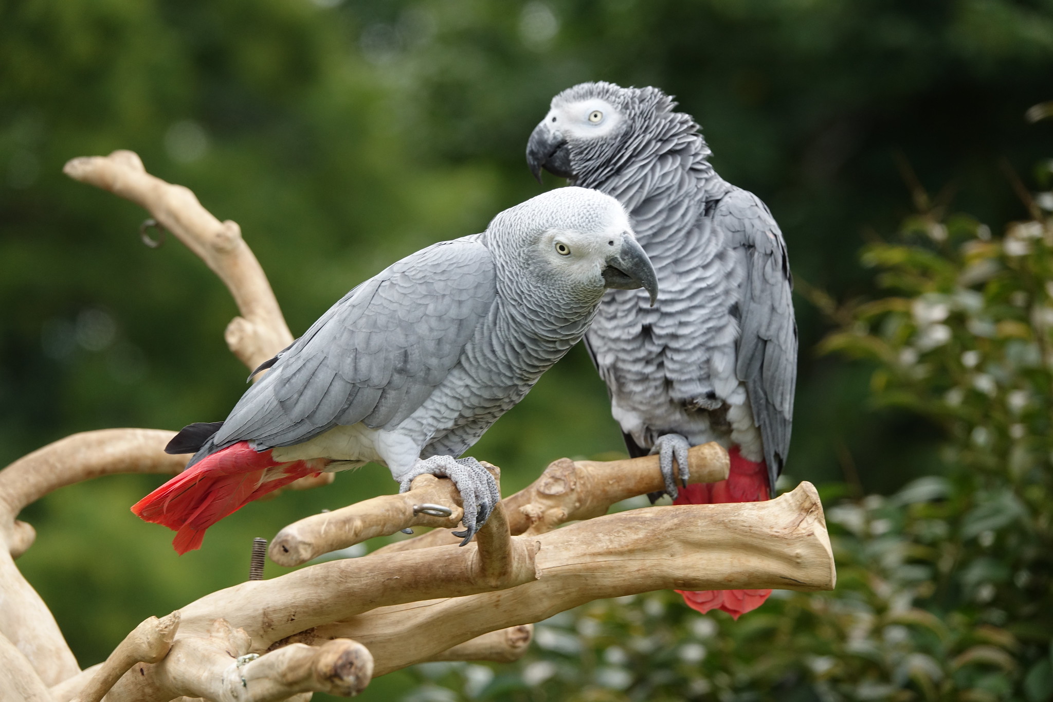 Buy african on sale grey parrot