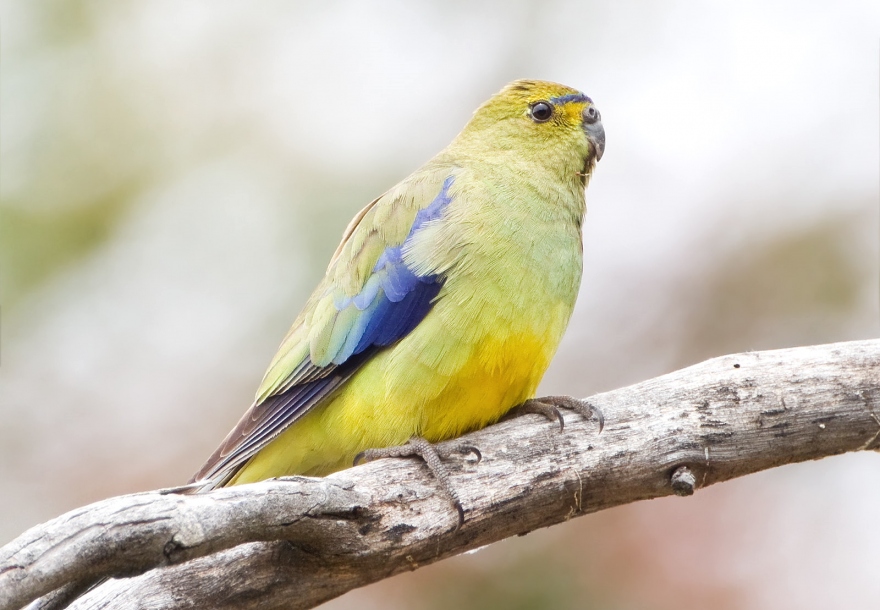 Blue-Winged Parrot