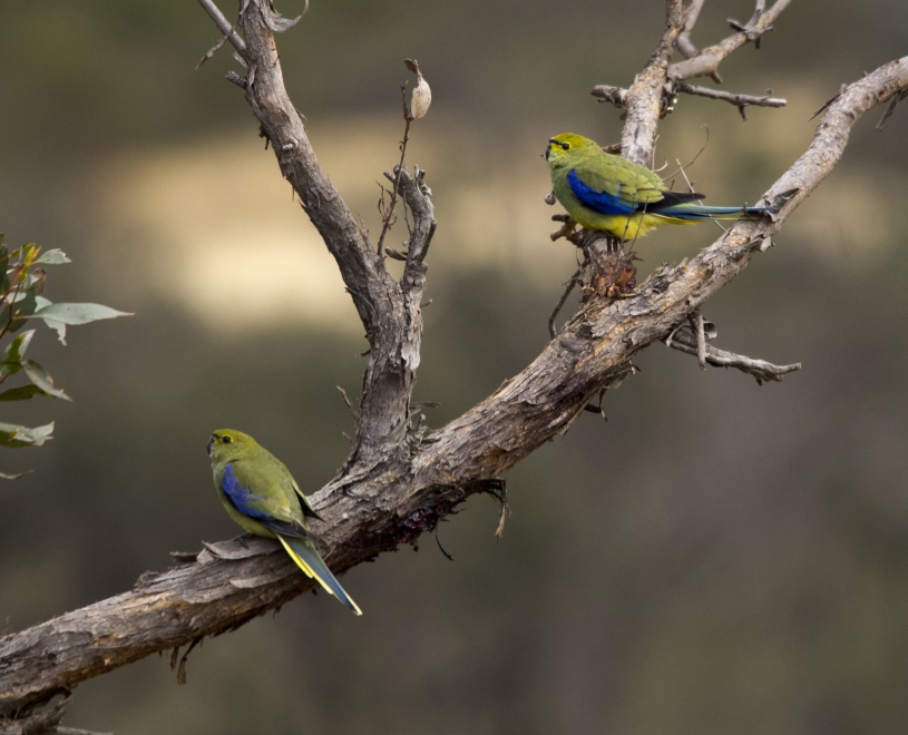 Blue-Winged parrot pair
