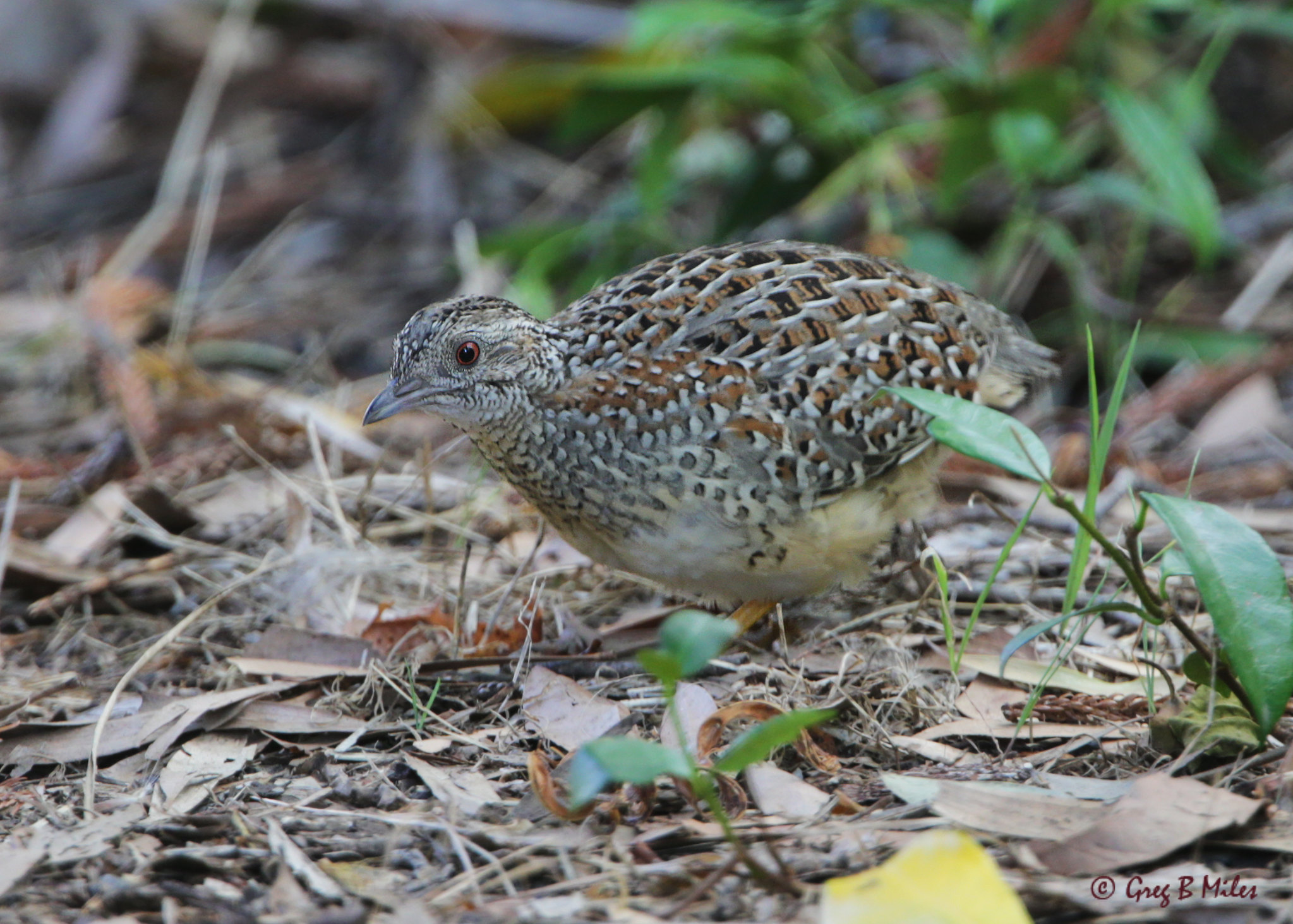 Keeping and breeding the painted button quail - Aviculture Hub