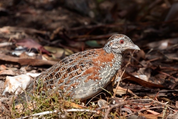 Keeping and breeding the painted button quail