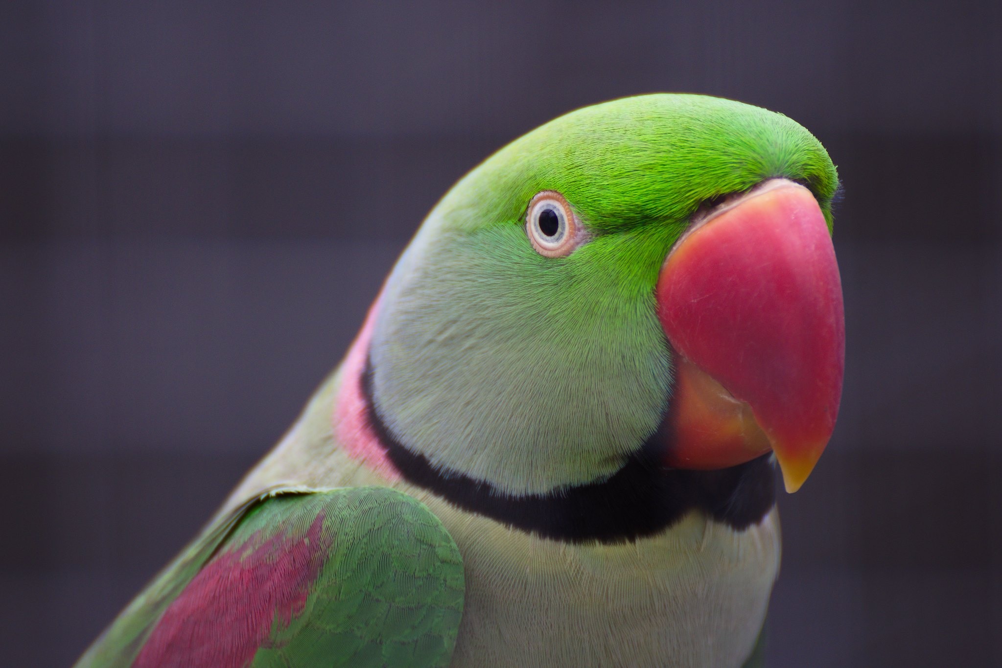 Great sales alexander parrot