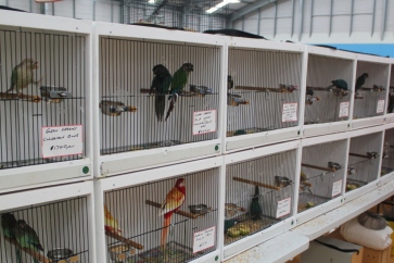 Bird sales & events are finally happening again