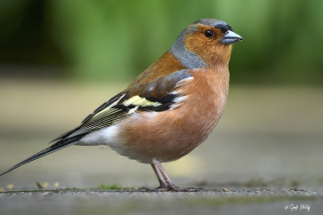 Keeping and breeding the Chaffinch