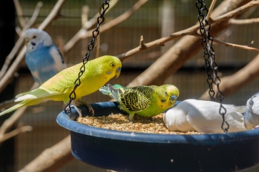 A mystery illness is affecting budgie breeders