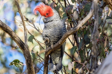 Iconic gang-gang cockatoo now considered endangered