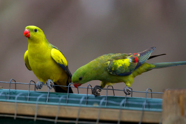 Regent Parrot