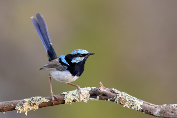 New to softbills? Superb Fairy-wrens are a great introductory species