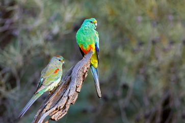 Mulga Parrot