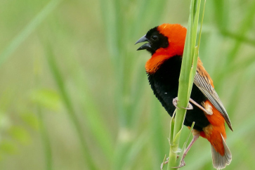 Planting an aviary for Weavers and Whydahs