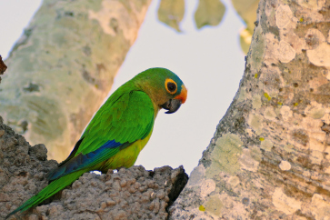 Peach-fronted Conure