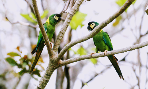 Picture of Which macaw species are available in Australia? - Aviculture Hub