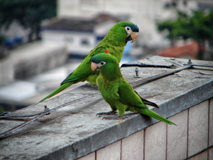 Which macaw species are available in Australia? - Aviculture Hub