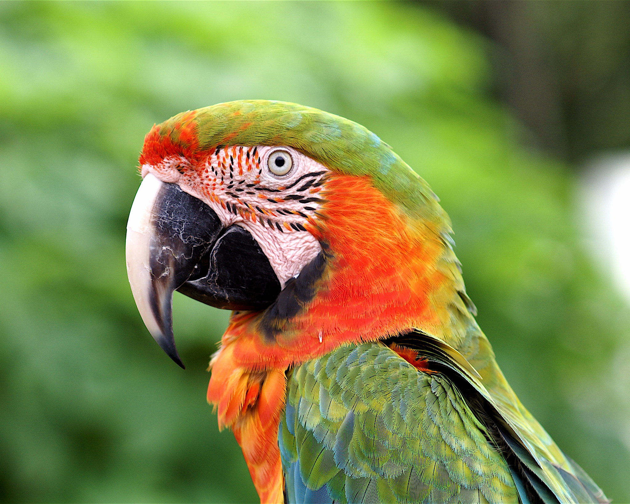 Which Macaw Species Are Available In Australia Aviculture Hub